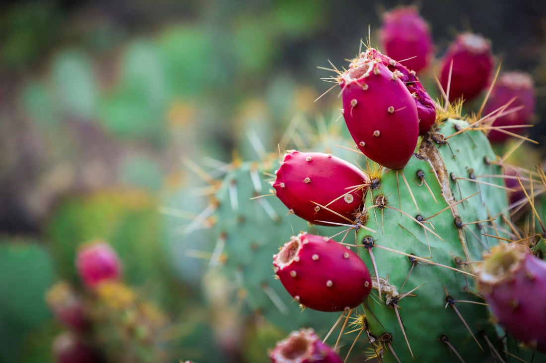Prickly Pear and Nopal: Same Cactus, One Superfood Hydration Powerhouse