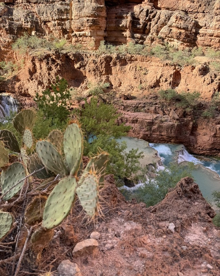Prickly pear cactus pads at the edge of a red-rock canyon, turquoise waterfalls below